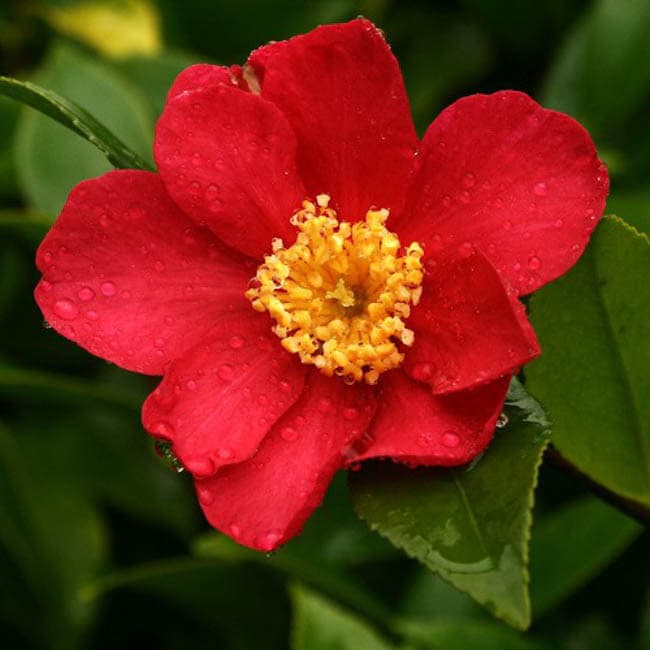 Camellia sasanqua 'Crimson King'