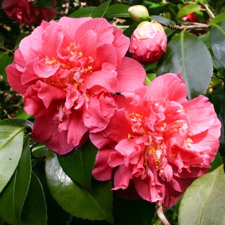 Camellia japonica 'Scentsation'