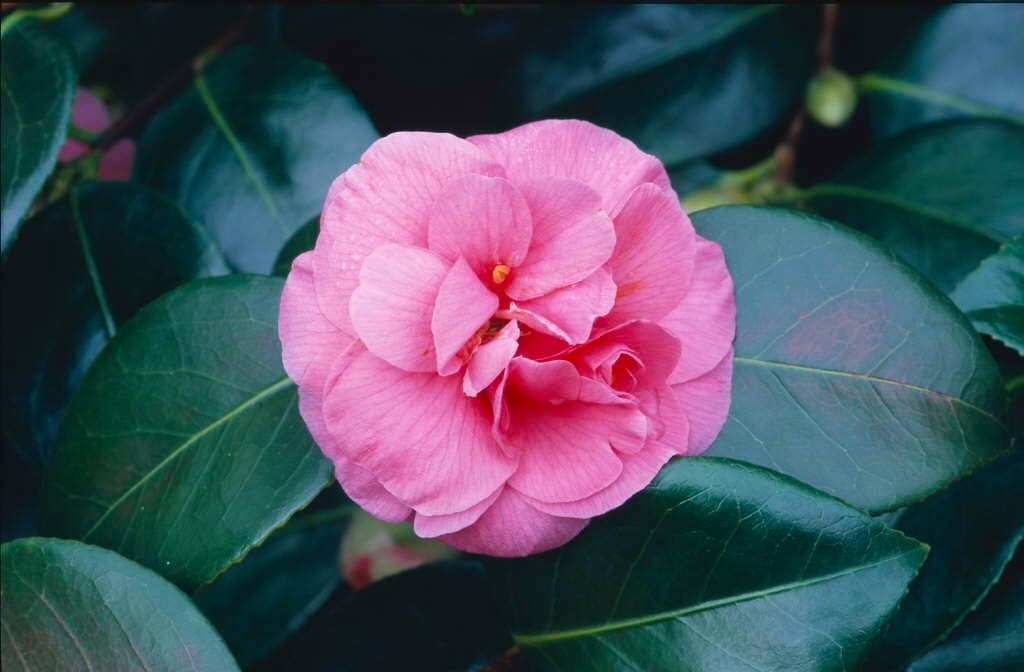 Camellia japonica 'Gloire de Nantes'
