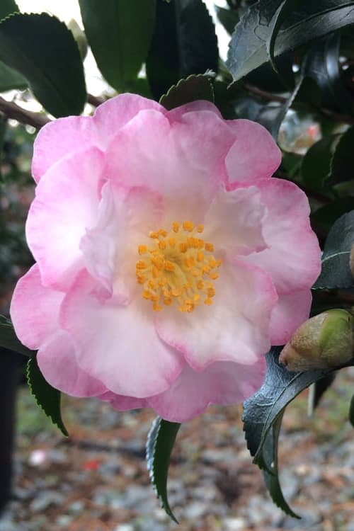 October Magic Orchid Camellia