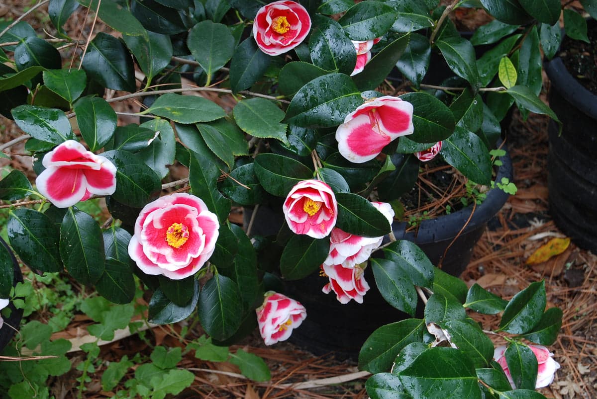 Camellia japonica 'Tama Beauty'