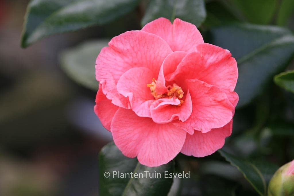 Camellia japonica 'Fred Sander'