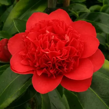 Camellia 'Dolly Dyer'