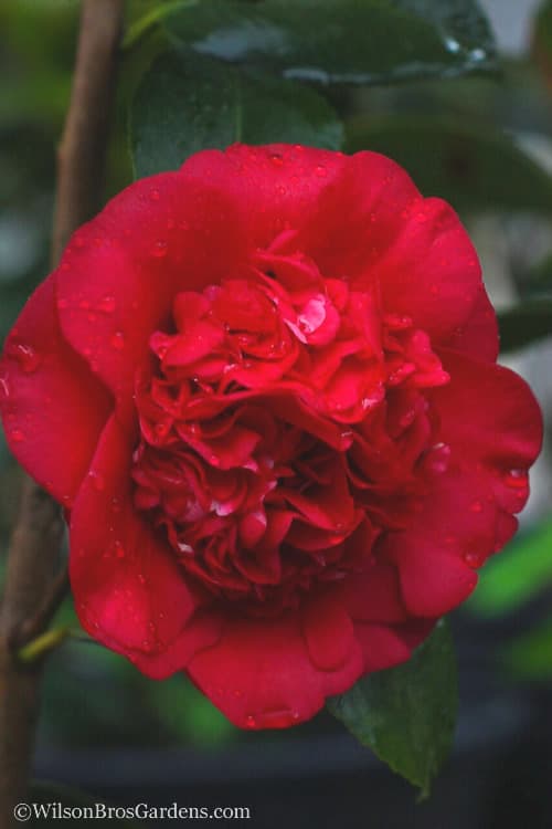 Camellia japonica 'April Tryst'