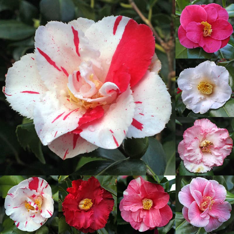 Camellia japonica 'Dainty'