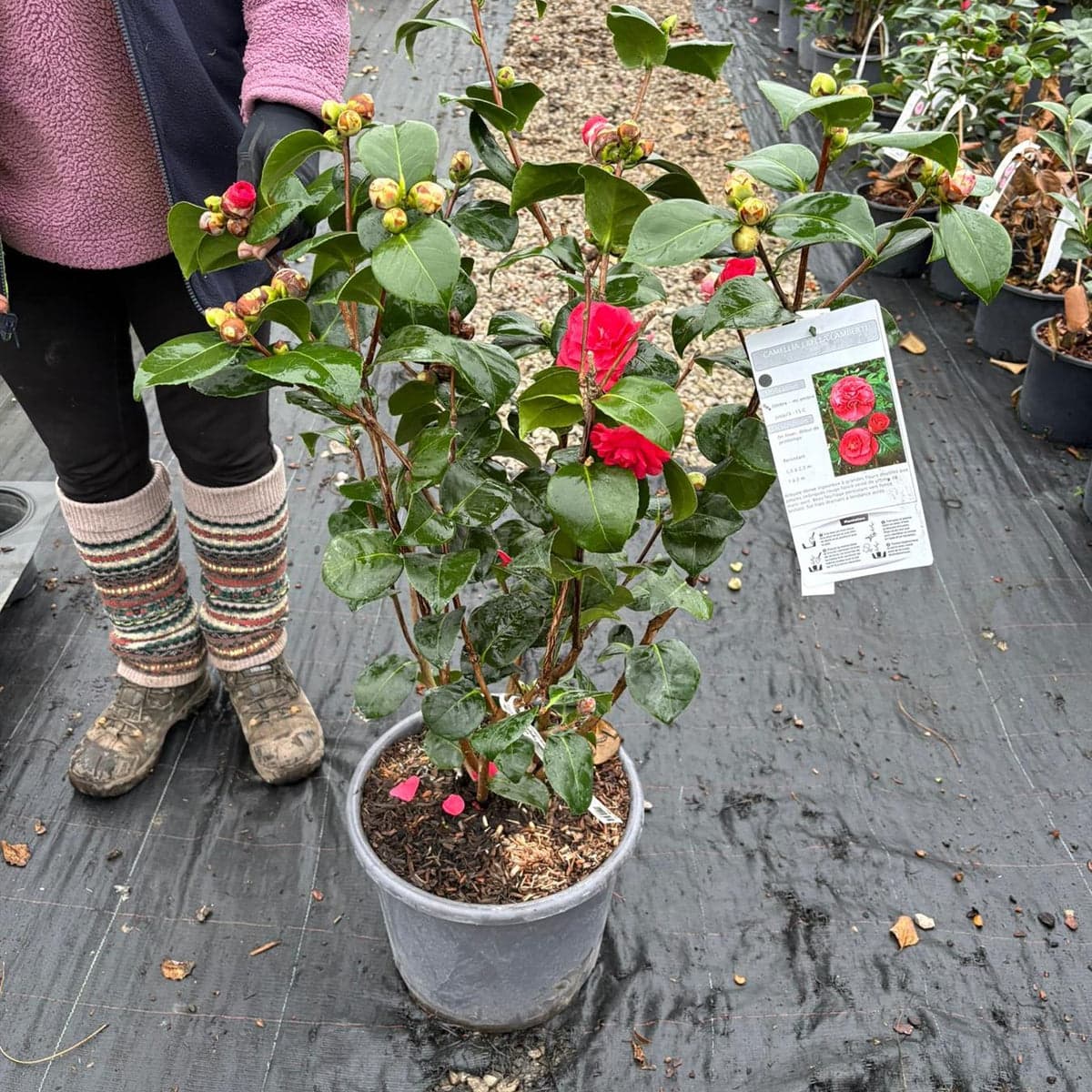 Camellia japonica 'Bella Lamberti'