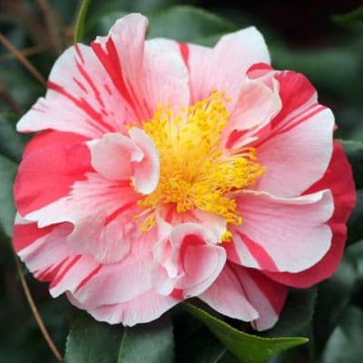 Camellia japonica 'Chieftain'