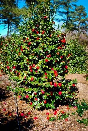 Professor N. S. Halberstadt