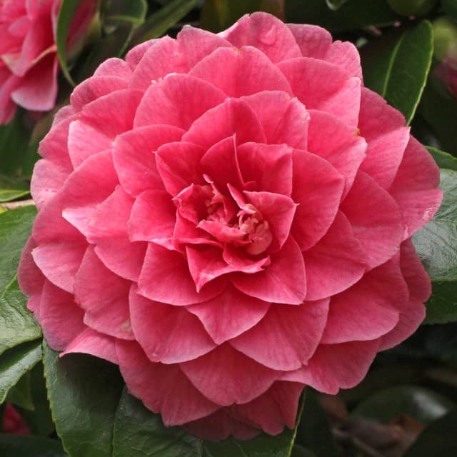 Camellia japonica 'General Patton Variegated'