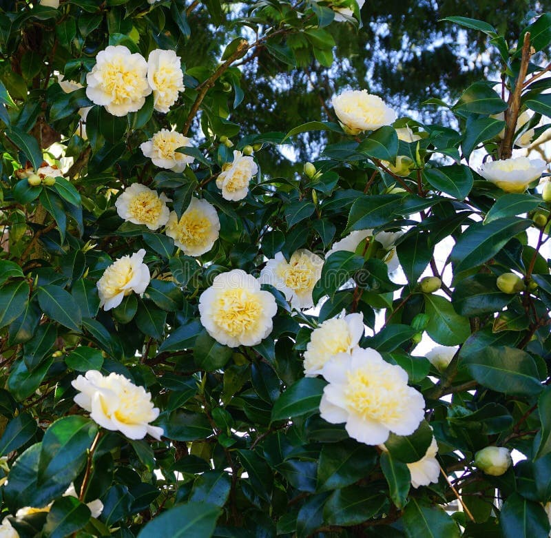 Nobilissima Variegated