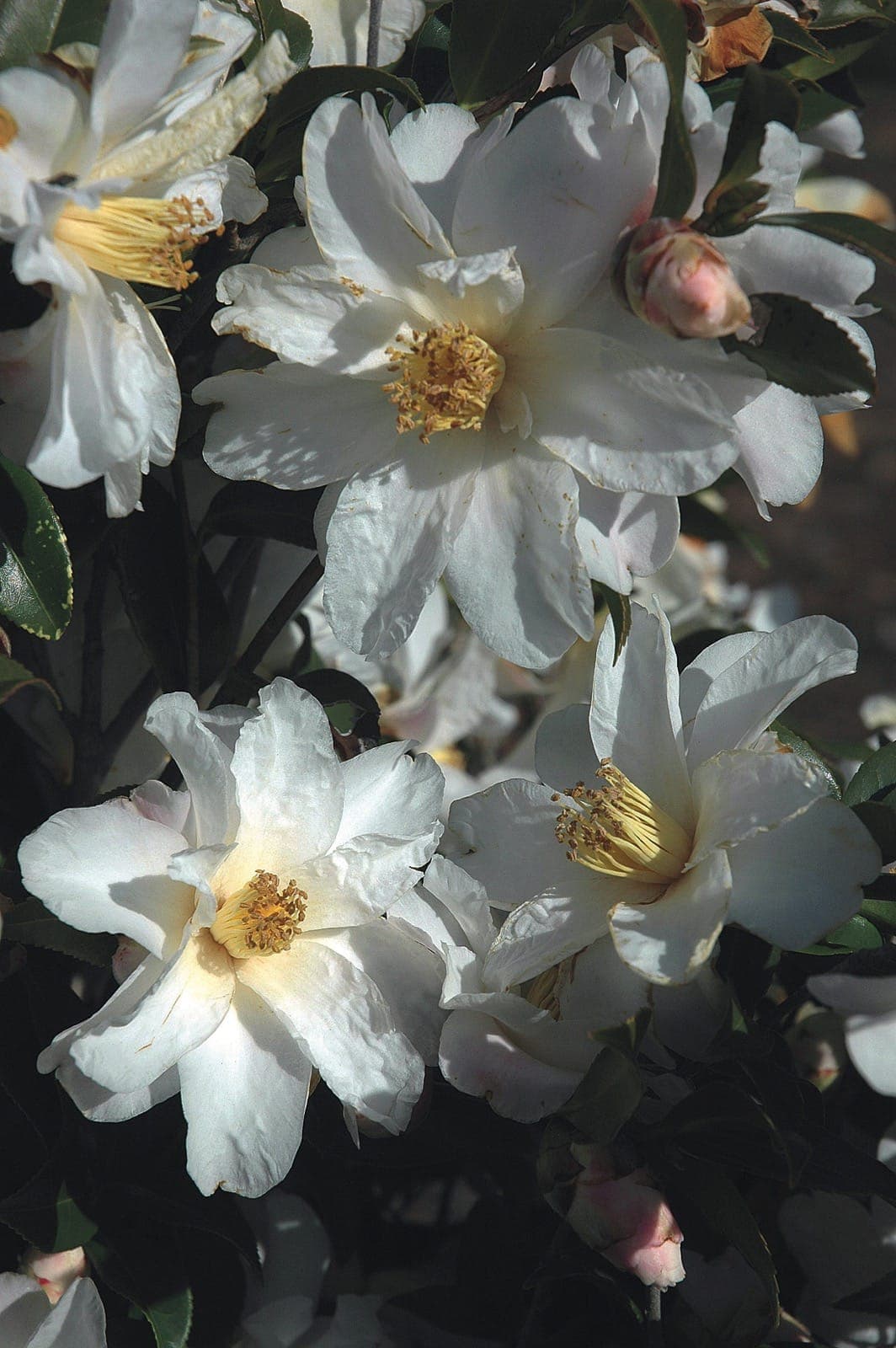 Camellia vernalis 'Dawn'