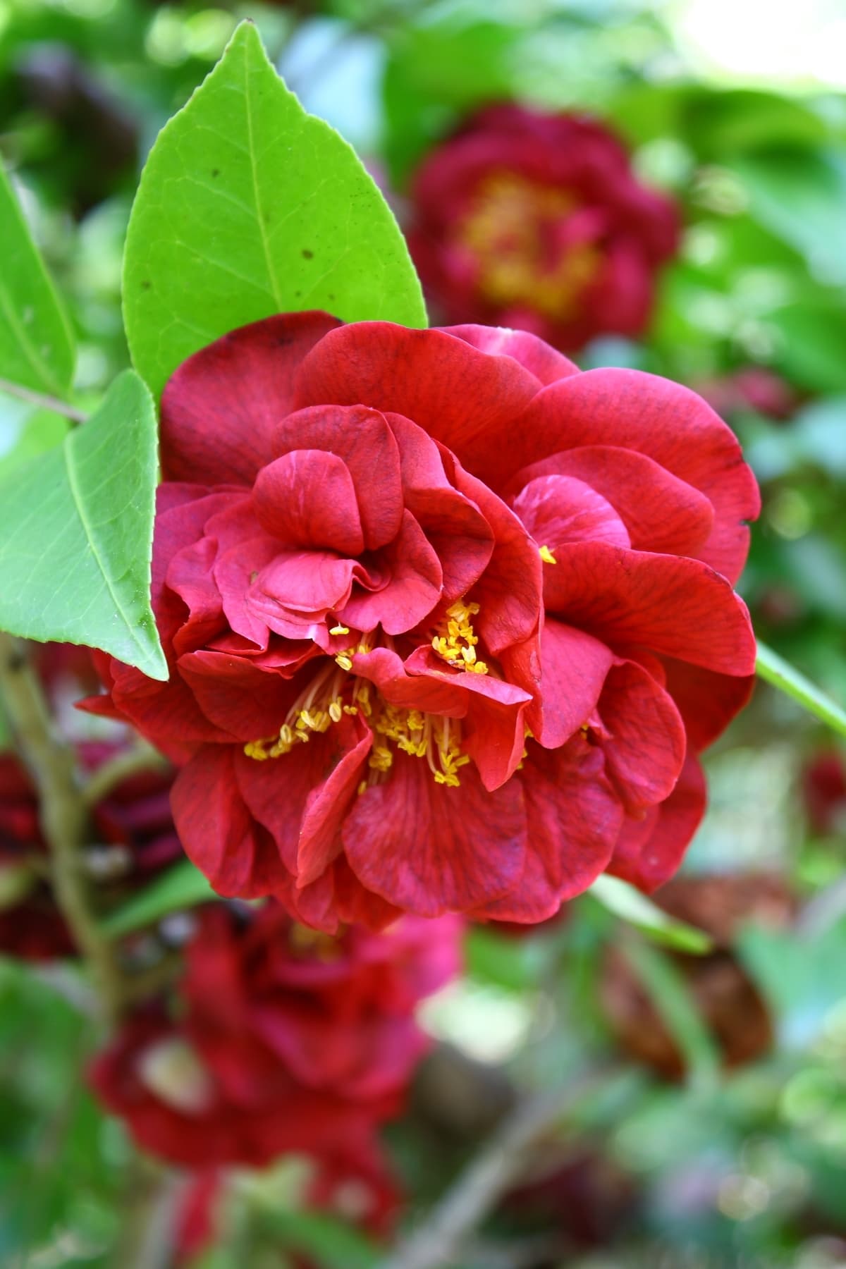 Camellia japonica 'Charles Cobb's Variegated'