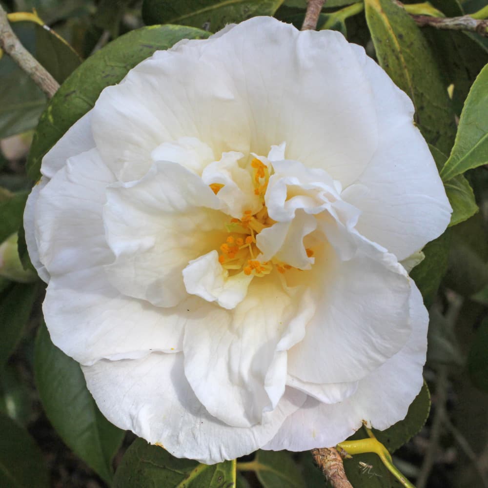 Camellia japonica 'Auburn Glow'