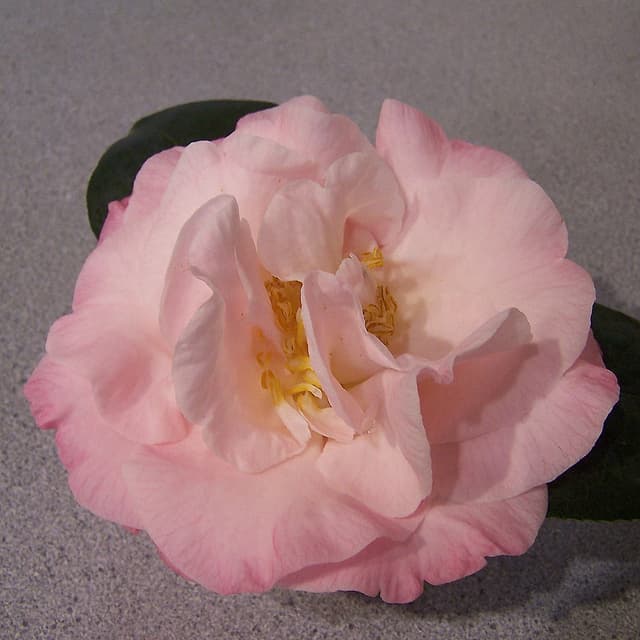 Camellia japonica 'John Hunt'