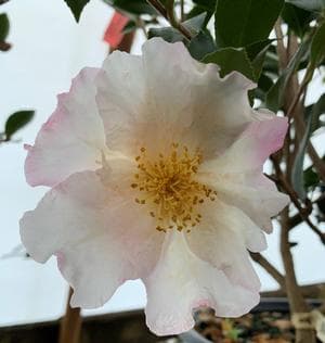 Camellia sasanqua 'Daydream'