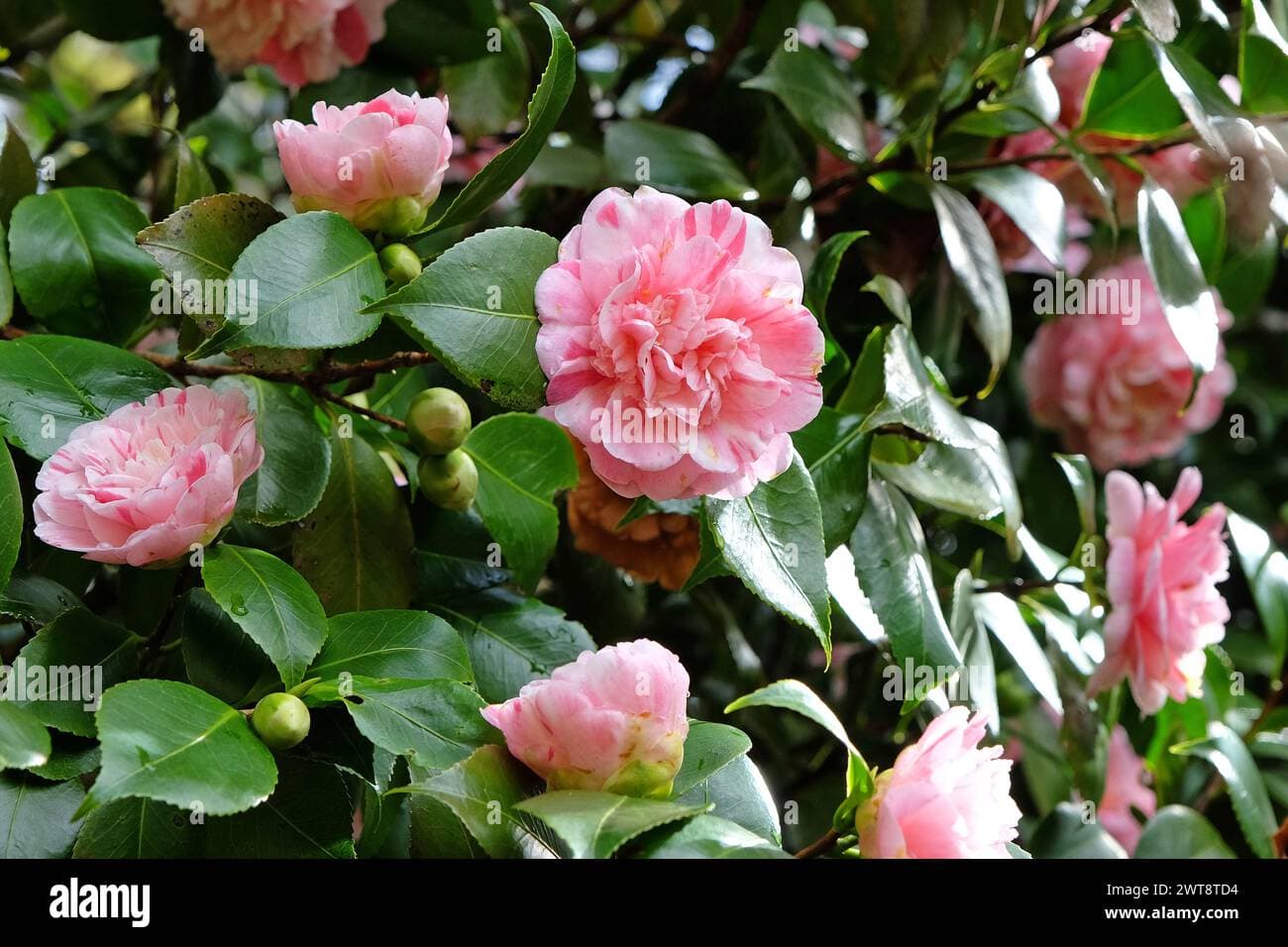 Variegated Pink Perfection
