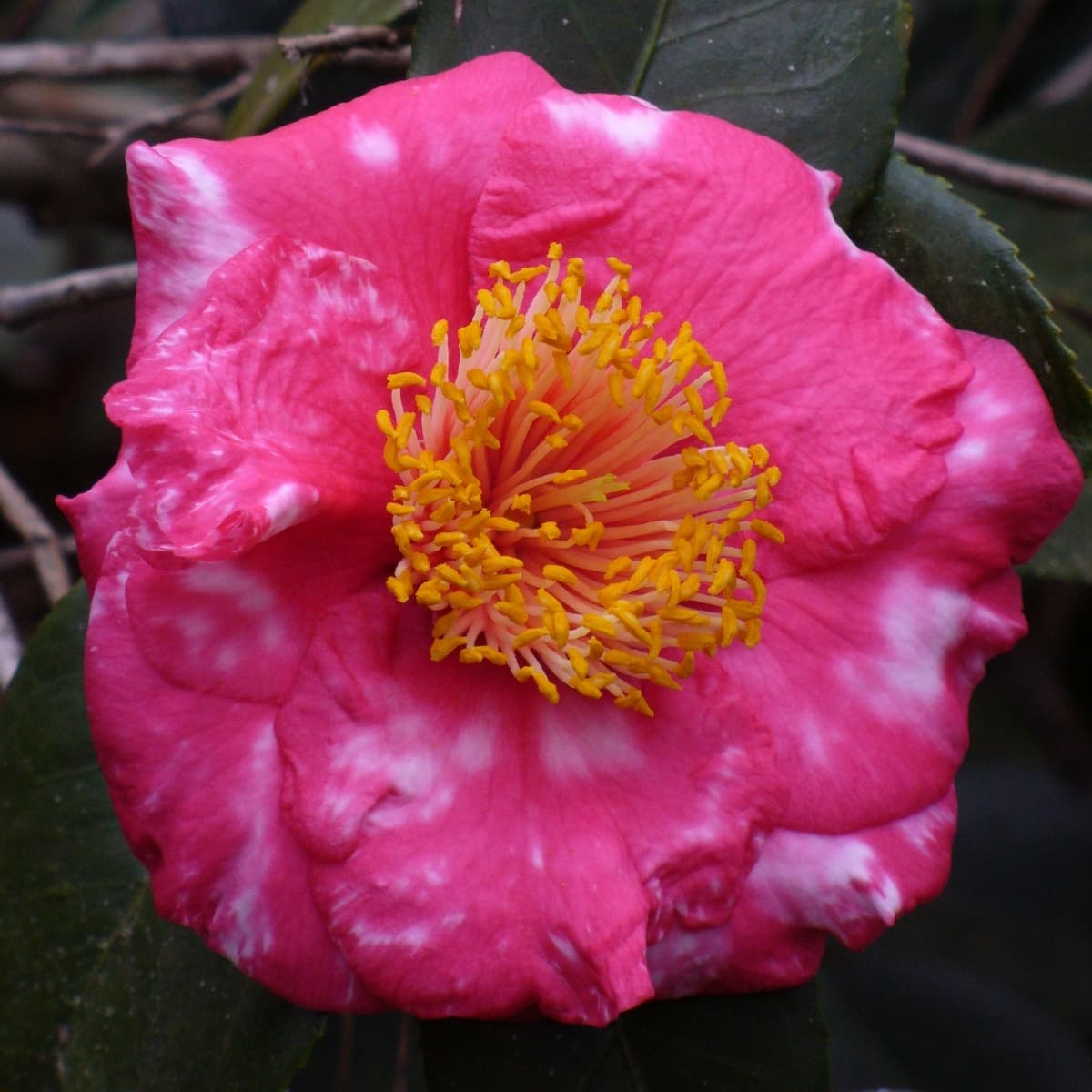 R.L. Wheeler Variegated