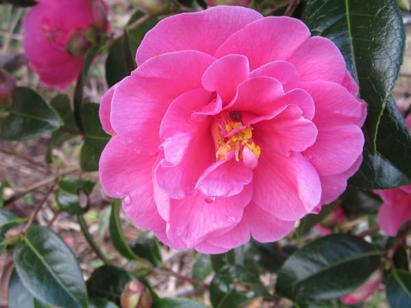 Camellia 'Inspiration'