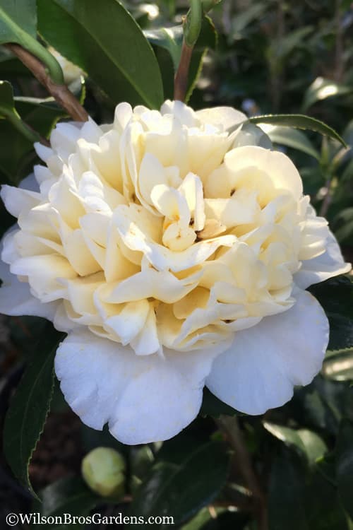 Brushfire Camellia