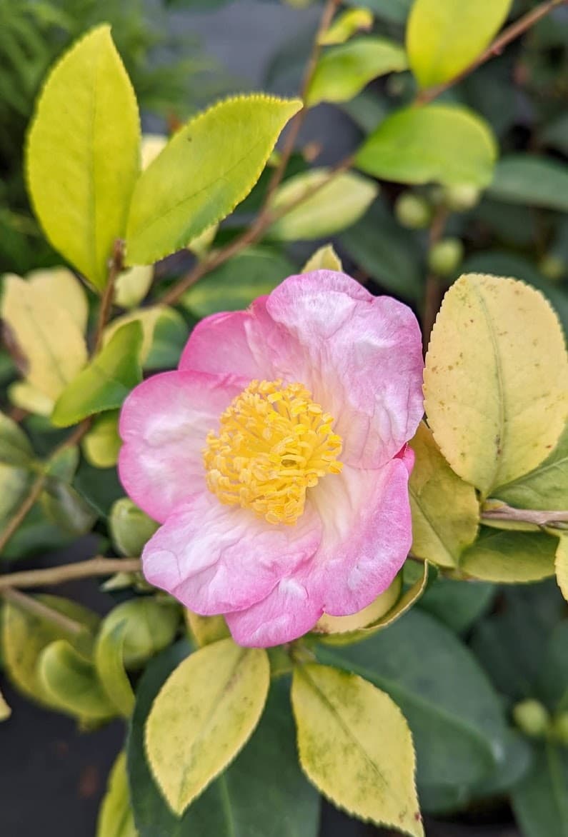 Camellia japonica 'Gold Coin'