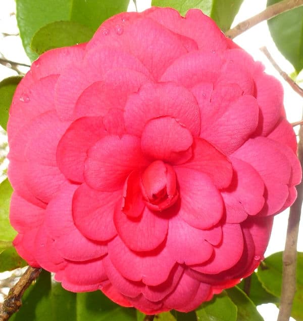 Camellia japonica 'Colonel Firey Variegated'