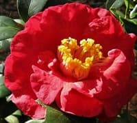 Camellia japonica 'Don-Mac Variegated'