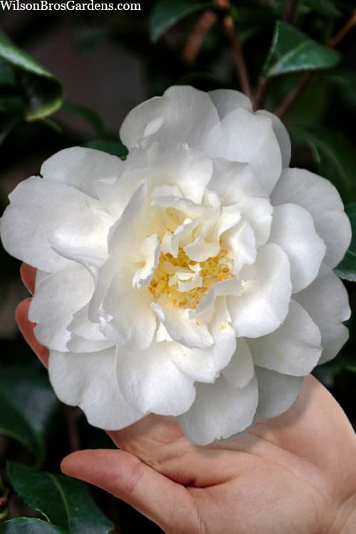 Mrs. Bertha A. Harms