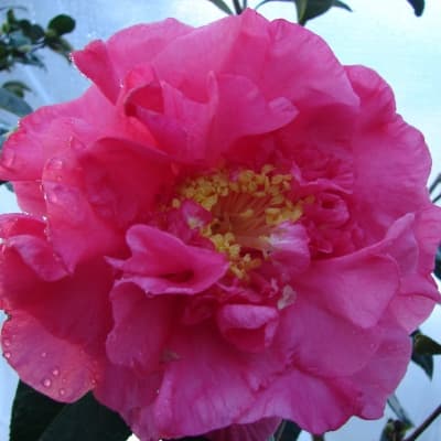 Camellia reticulata 'Mouchang'