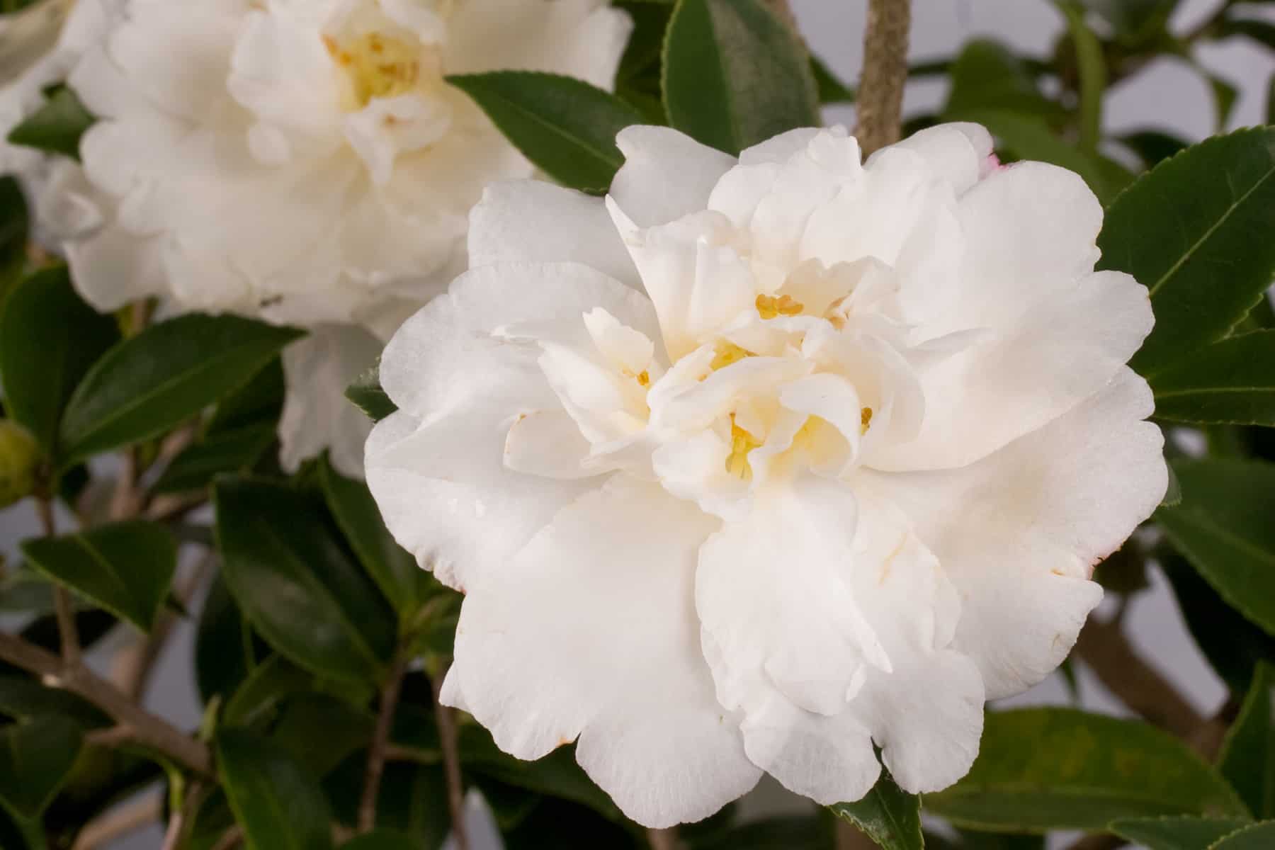 Camellia japonica 'Diane Marie'