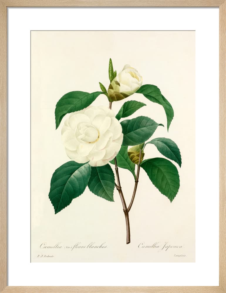 Madame Joseph Decaisne