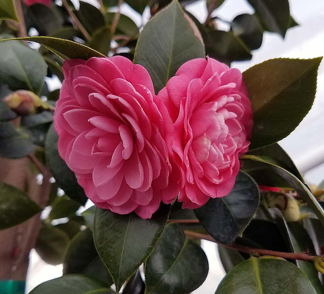 Camellia japonica 'Aunt Tilly'
