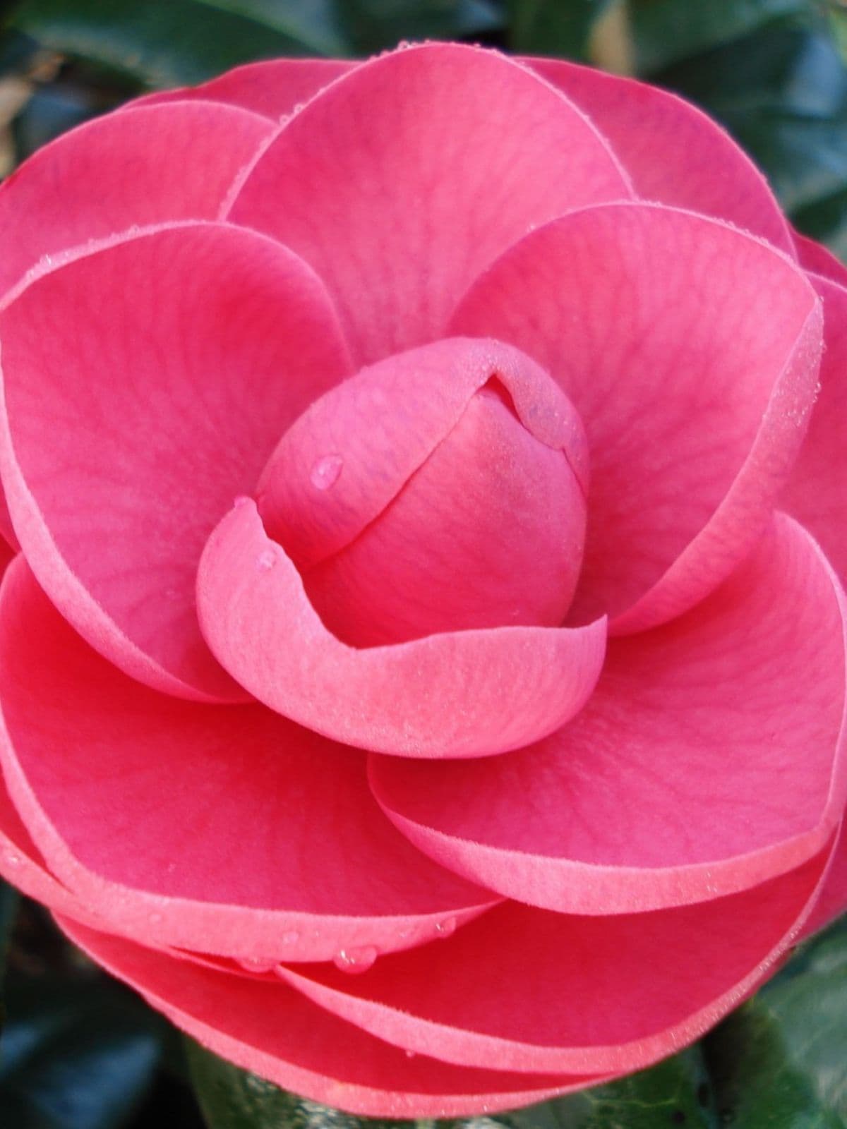 Camellia japonica 'Katherine Nuccio'