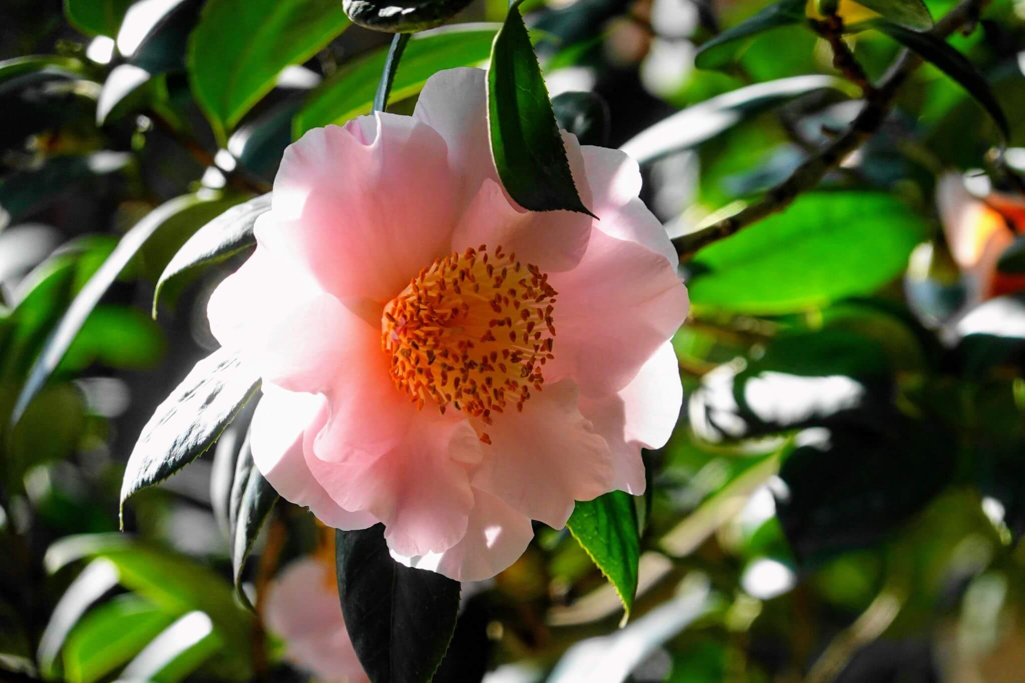 Camellia japonica 'Flamingo'