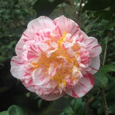 Camellia japonica 'Extravaganza'
