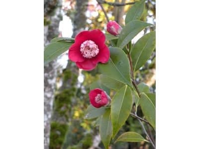 Camellia japonica 'Tinsie'
