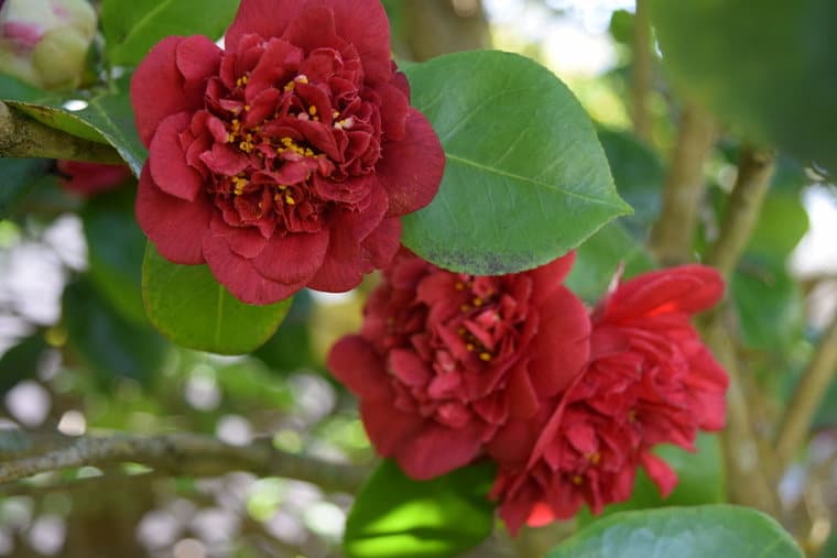 Camellia japonica 'Firefall Red'