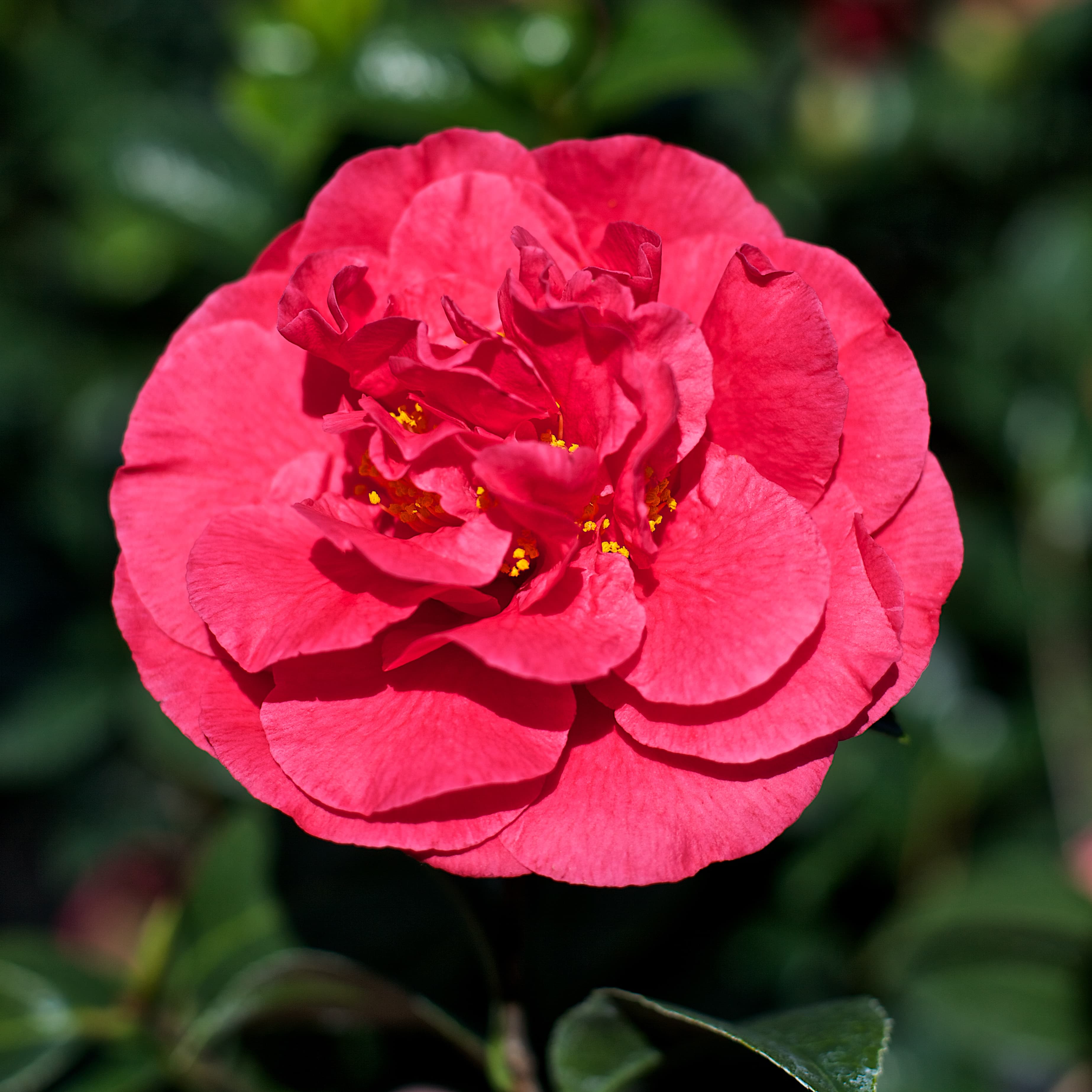 Kramer's Fluted Coral