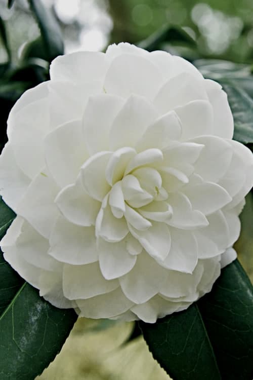 Camellia japonica 'White by the Gate'