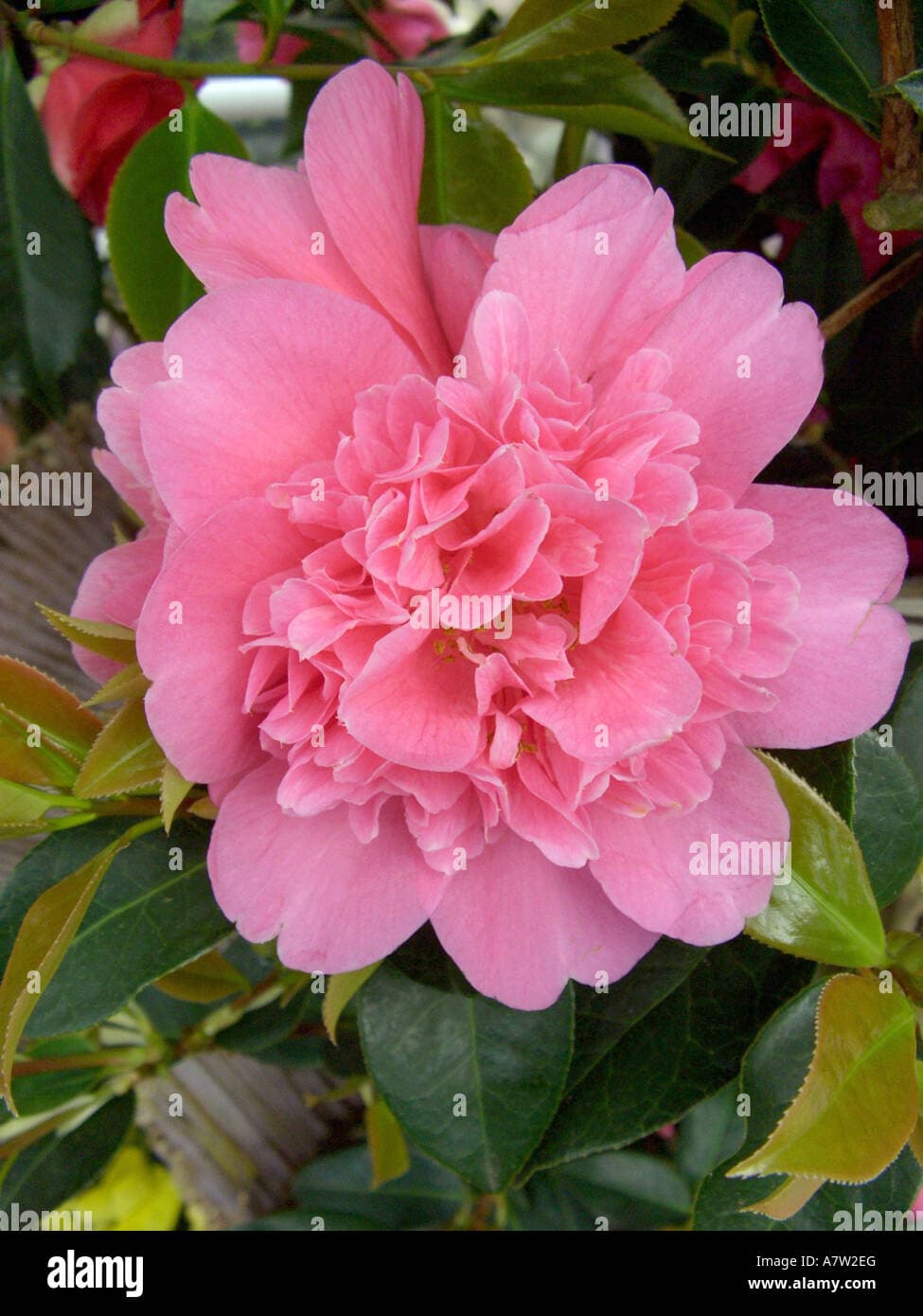 Camellia japonica 'Anticipation Sport'