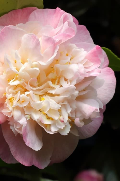 Camellia japonica 'Mrs. Lyman Clarke'