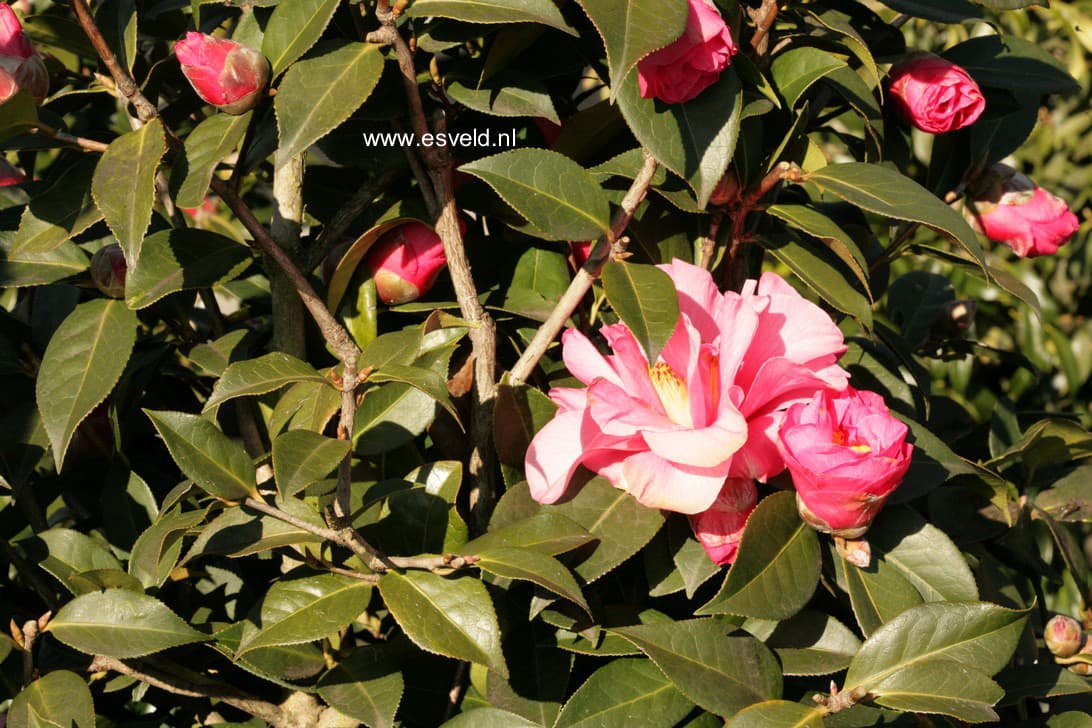 Leonard's Messel Variegated