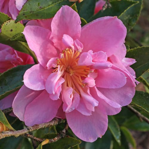 Camellia sasanqua 'Rosea'