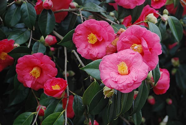 Camellia japonica 'Bessie Morse'