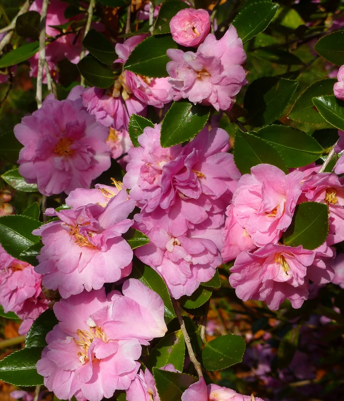 Camellia hiemalis 'Showa-no-sakae Variegated'