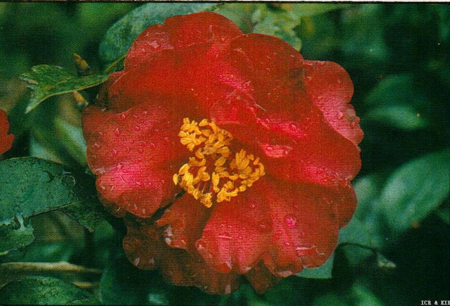 Camellia japonica 'Fire Chief'