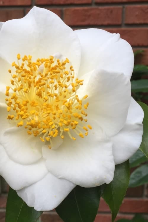 White Empress Camellia