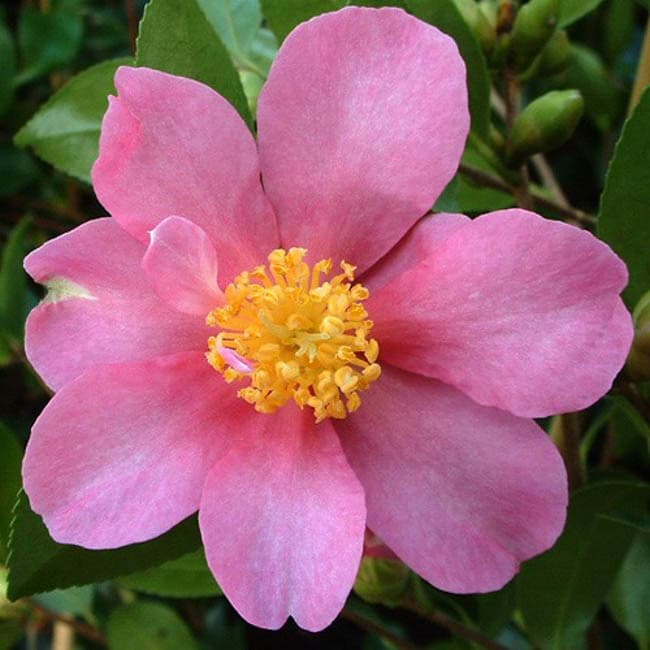 Camellia sasanqua 'Hugh Evans'