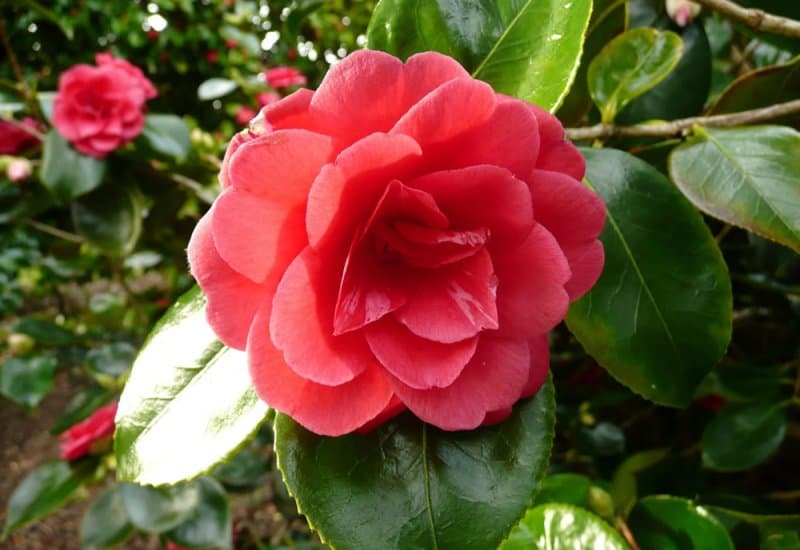 Camellia 'Great Eastern'