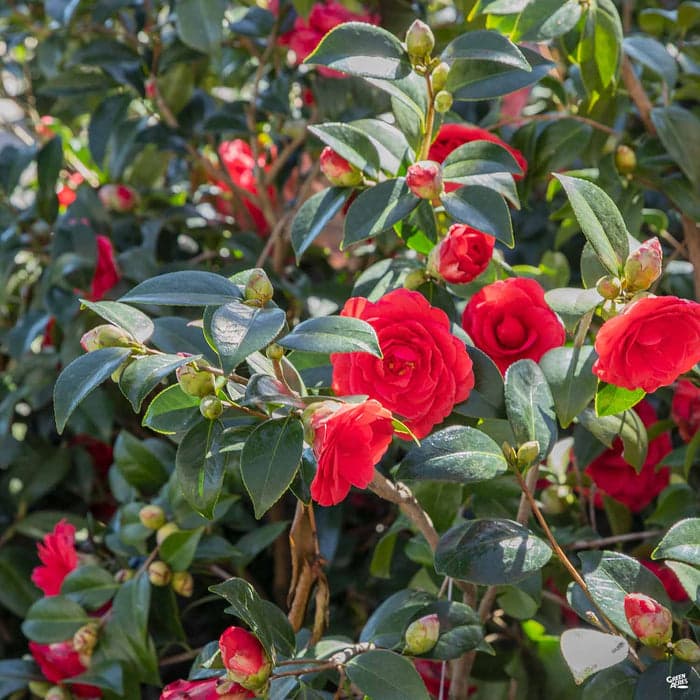 Camellia japonica 'Nuccio's Bella Rossa'