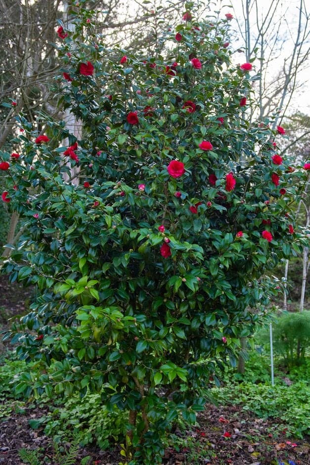 Camellia japonica 'Ace of Hearts'